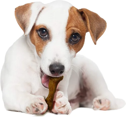 Vista 10 de Nylabone Healthy Edibles WILD - Golosinas naturales masticables para perros, sabor a bisonte, perros pequeños de hasta 20 libras, huesos masticables