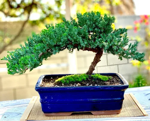 Vista 3 de Árbol bonsái enano vivo de enebro de más de 12 años con alfombrilla de bambú, árbol bonsái de enebro o jade, para interiores y exteriores, 100%
