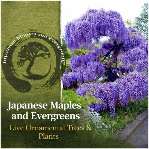 Vista 2 de Blue Moon Wisteria Vine - Flores fragantes de pie masivo - Atrae colibríes - Planta de 2 años por - Japanese Maples and Evergreens