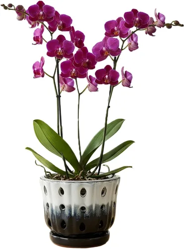 Vista 17 de Maceta de Cerámica para Orquídeas con Platillo Adjunto y Agujero de Drenaje de 6 Pulgadas (Negro)