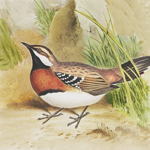 Vista 25 de Canguros australianos John Gould Counted Patrón de punto de cruz