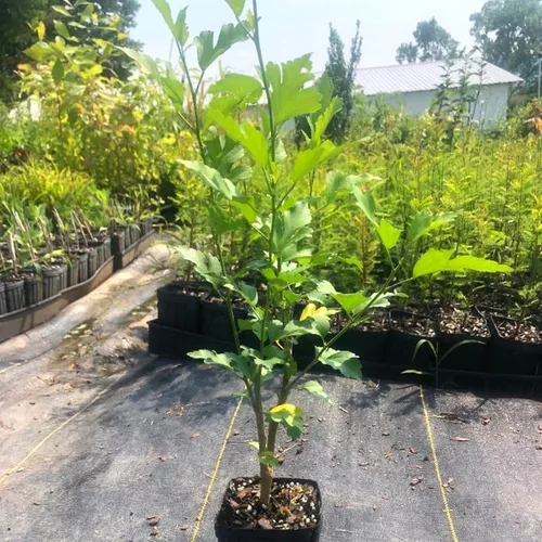 Vista 4 de 1 rosa blanca de Sharon plantas vivas para plantar, plantas de flores de hibisco Althea, plantas de hibisco siriaco viven en un recipiente de cuarto