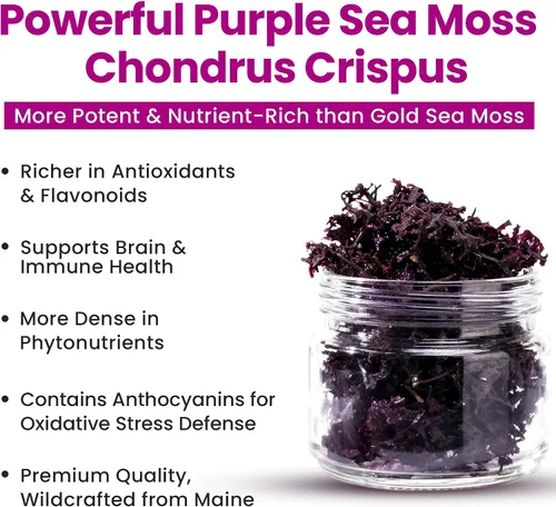 Vista 5 de Purple Sea Irish Moss Raw Organic 100% silvestre y natural crudo Chondrus Crispus 1 libra – Hace hasta 240 onzas de gel fresco – Rico en 92