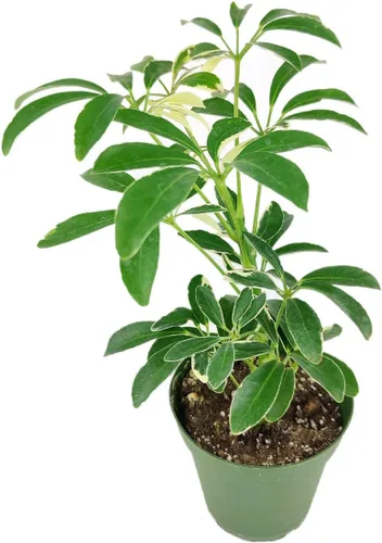 Vista 20 de Alocasia Bambino (maceta cultivadora de 4 pulgadas) - Planta de interior con poca luz y saludable - Planta de interior de interior fácil de cuidar