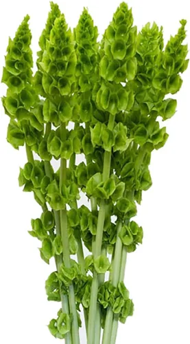 Vista 2 de Bells of Ireland Seeds - Gran adición a los bordes de las flores, aproximadamente 150 semillas