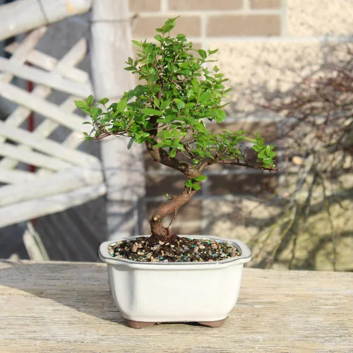 Vista 8 de Brussel's Bonsai Árbol bonsái de ciruela dulce china viva, 5 años, 6 a 10 pulgadas, bonsái de interior en maceta de bonsái de cerámica