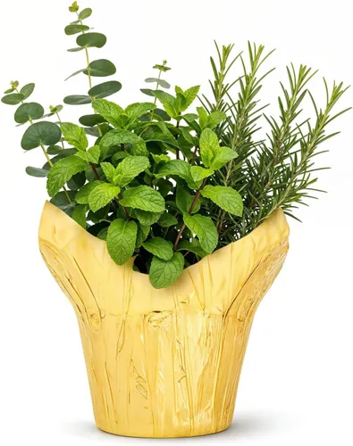 Vista 5 de Combo de hierbas aromáticas y saludables vivas en cubierta decorativa - Purificador de aire, combo incluye verbena de limón, lavanda y eucalipto, 12