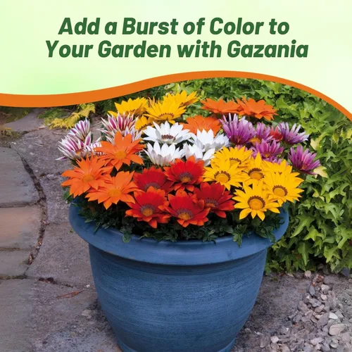 Vista 6 de Outsidepride 25 semillas perennes Gazania Kiss Mix tolerantes al calor y la sequía semillas de cobertura del suelo para plantar