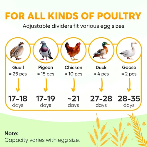 Vista 6 de Okkobi M12 - Incubadora de huevos con girador automático y control de humedad, 12/24 huevos, vista de 360°, fácil de usar y limpiar, Incubadora