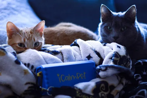 Vista 6 de Cool Cat Gold Pak iCalmPet Ruff 'n Ready Altavoz portátil con 3 horas MicroSD Cat Calming Classical