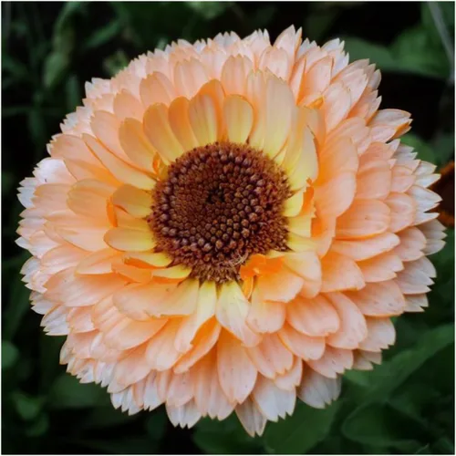 Vista 11 de Seed Needs - Semillas de flores para plantar Black Eyed Susan, paquete a granel de 1.5 onzas