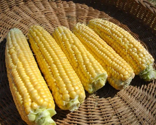 Vista 2 de New Mama Super Sweet Corn Seeds - Granos verdaderamente súper dulces (100 semillas)