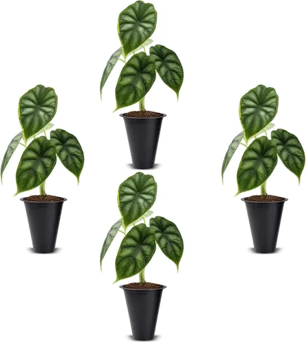 Vista 11 de Colección de Plantas Alocasia (paquete de 4) - Cuprea, Ratón Mickey, Dragón Plateado, Escala de Dragón - Raras Plantas de Interior, Plantas Exóticas