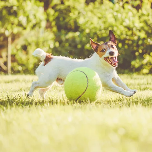 Vista 4 de Pelota de tenis grande para perros, pelotas de tenis gigantes inflables de 9.5 pulgadas, juguetes grandes para mascotas para deportes al aire