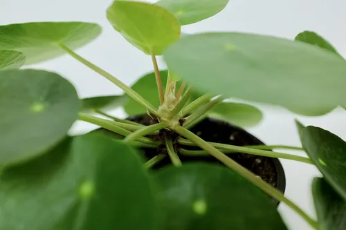 Vista 2 de Pilea peperomioides (planta china del dinero / planta Pancake / OVNI), maceta de 4 pulgadas