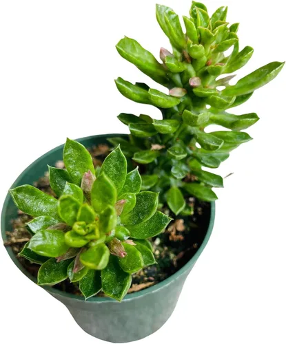 Vista 9 de Plantas de cactus suculentas vivas de USKC (maceta de 4 pulgadas) (Aptenia Cordifolia Variegata)