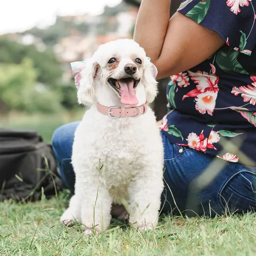 Vista 6 de Collar de cuero para perro pequeño, mediano y grande, ajustable, impermeable, con hebilla de aleación, resistente para cachorros y gatitos