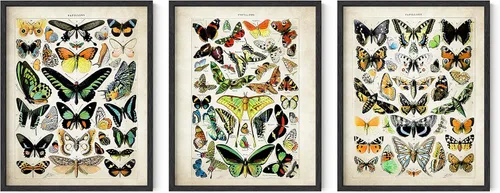 Vista 53 de HAUS AND HUES Juego de 3 pósteres vintage de mariposa, arte de pared, impresiones botánicas para estética de habitación, imágenes