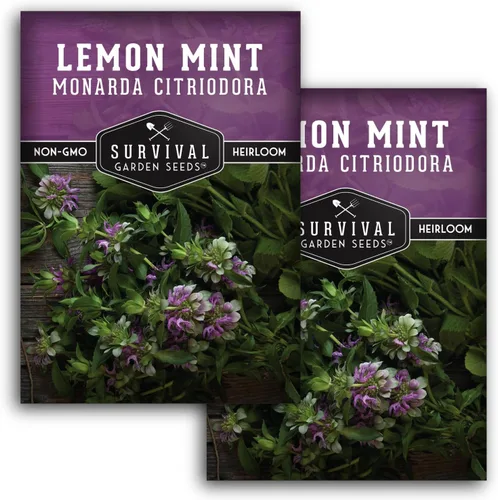 Vista 10 de Semillas de limón y menta para plantar (Monarda Citriodora) Bálsamo de abeja de limón/menta de caballo, hierbas medicinales y plantas de jardín