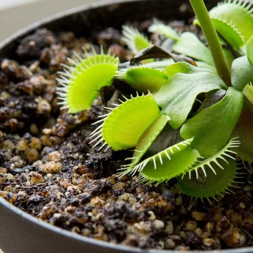 Vista 6 de Perfect Plants Suelo para plantas carnívoras Mezcla orgánica premium Uso con trampas para moscas Venus, plantas de jarra u otras plantas