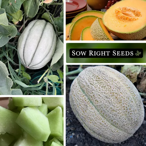 Vista 4 de Sow Right Seeds - Colección de semillas de frutas de melón para plantar - Paquetes individuales Honey Rock, Hales Best y Honeydew Melon - Semillas