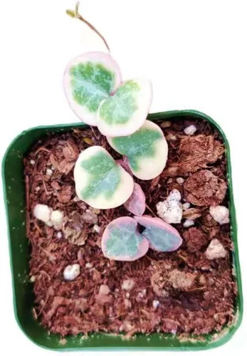 Vista 9 de Plantas de cactus suculentas vivas (2 pulgadas Opuntia Microdasy Golden Swirl Monstrose)
