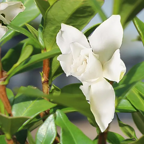 Vista 4 de Brussel”s Bonsai - Árbol bonsai de Gardenia viva para exteriores Árbol bonsái vivo, gardenia, al aire libre, 4 años, 6-8 pulgadas de alto, fácil