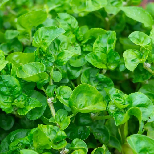 Vista 8 de Outsidepride Planta de jardín de hierbas medicinales y culinarias de berros perennes capuchina Officinale - 5000 semillas