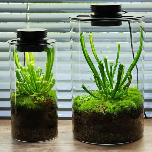 Vista 5 de AREPK Lámpara de cultivo de plantas de terrario de vidrio, para jarrones de hasta 4 pulgadas de diámetro, luz con temporizador de encendido/apagado