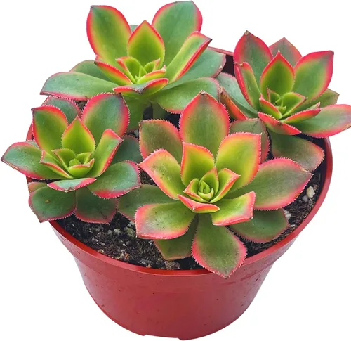 Vista 21 de Suculenta viva de 4 pulgadas "Baby Toes Fenestraria Rhopalophylla, plantas suculentas vivas completamente enraizadas, planta