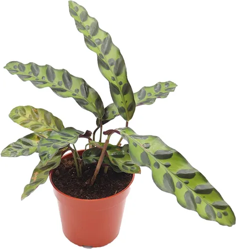 Vista 3 de Calathea Pavo Real Makoyana - 4'' de California Tropicals