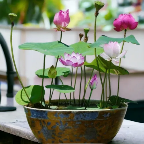 Vista 6 de 12 piezas de semillas de loto de colores mixtos rosa, rojo y verde para plantar hermosas plantas acuáticas para bonsáis de interior, estanques al