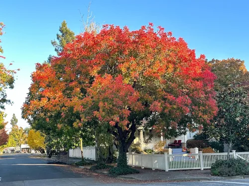 Vista 6 de 25 Chinese Pistachio Pistacia Chinensis Pistache Pistach Yellow Orange Red in Fall Mastic Tree Seeds
