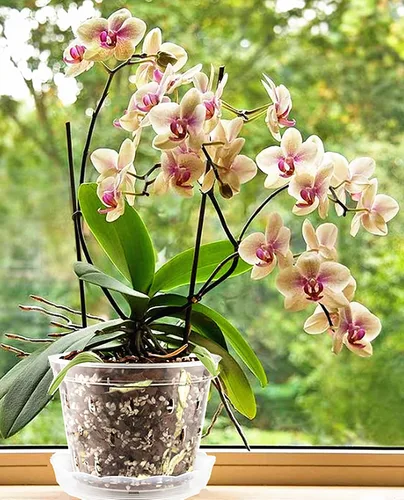Vista 5 de DESOMINOR Maceta de orquídea transparente, macetas de plástico de 4.8 pulgadas, 5.6 pulgadas y 7 pulgadas con agujeros y platillos, macetas