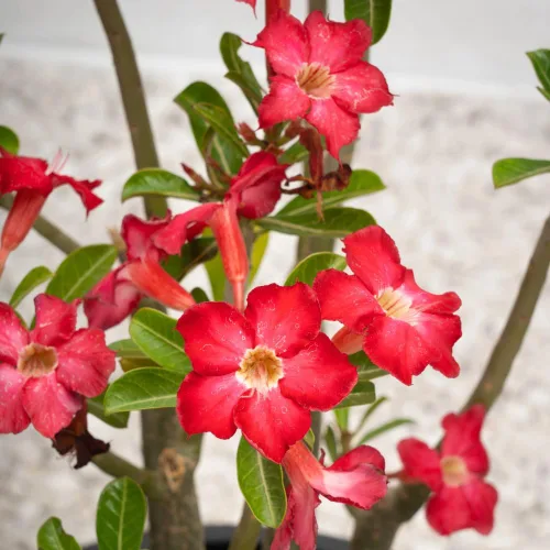 Vista 2 de Planta de rosa del desierto Adenium, rosa del desierto para principiantes para plantar en interiores y exteriores, 10-15 cm, plántula suculenta