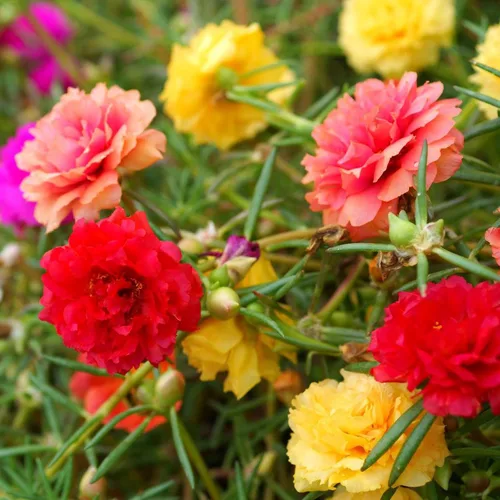 Vista 11 de LUOJIBIE Cosmos Seeds, más de 4,500 semillas de flores cosmos para 2026, semillas de flores silvestres para plantar jardín al aire libre, mezcla