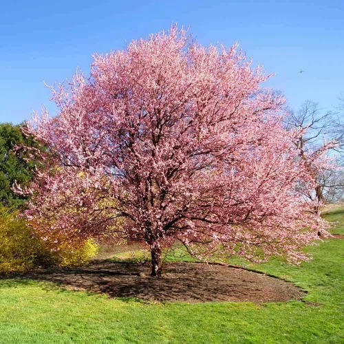 Vista 3 de Kwanzan - Cerezo japonés con flores - Planta viva de 8 a 14 pulgadas de alto - maceta de 2.5 pulgadas Flor de cerezo ornamental rosa - Prunus