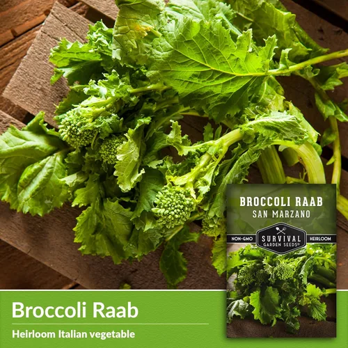 Vista 3 de San Marzano Raab - Semillas de brócoli Rabe para plantar, variedad italiana de rapiña, verduras de temporada fría de rápido crecimiento, favorito
