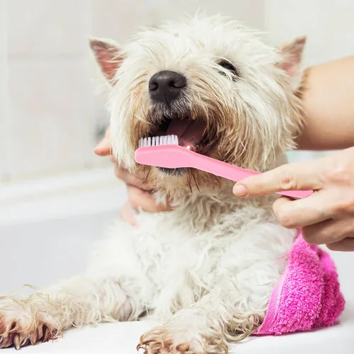 Vista 6 de Nylon PET Toothbrush Teeth Cleaning for Cats Dual Head 10pcs