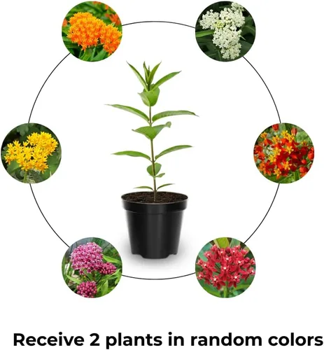 Vista 2 de Paquete de 2 plantas vivas variadas de mariposa Mikweed, plantas perennes de Asclepias Tuberosa, algodoncillo tropical de 4 a 8 pulgadas para jardín