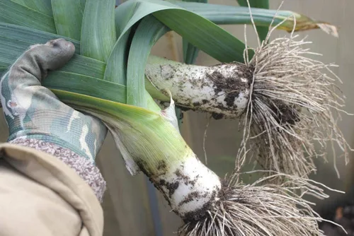 Vista 7 de Semillas de cebolla de puerro gigante sin OMG vegetal para plantar