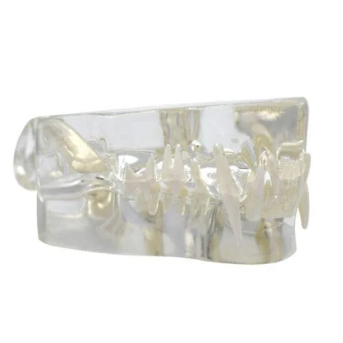 Vista 2 de Modelo de dientes felinos de resina transparente Felidae,Modelo de dientes de gato,Modelo de dentición de gato