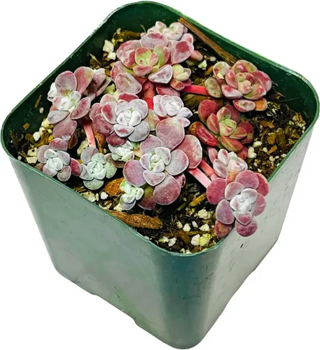 Vista 11 de Plantas de cactus suculentas vivas de USKC (maceta de 2 pulgadas) (Adromischus Maculatus)