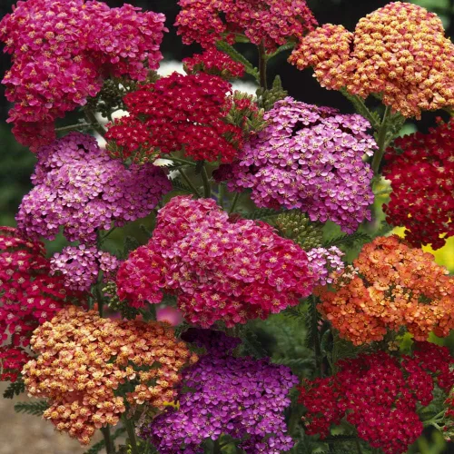Vista 7 de Outsidepride Mezcla de semillas de milenrama de bayas de verano, 1000 unidades. Semillas de flores perennes, versátiles, formadoras de grumos