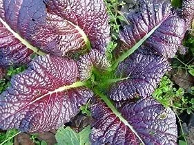 Vista 2 de Semillas verdes mostaza gigante roja (25 unidades) marca COOL BEANS N SPROUTS