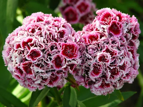 Vista 4 de 100 Wee Willie Dwarf Sweet William - Semillas de flores de Dianthus Barbatus