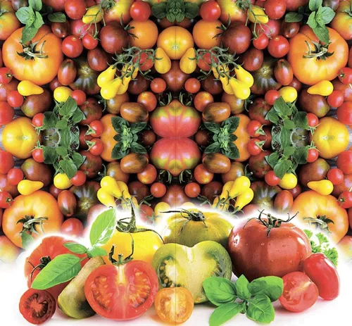 Vista 7 de Semillas de tomate Caleidoscopio Mix (de pequeño a gigante) Vegetales tradicionales para plantar sin OMG