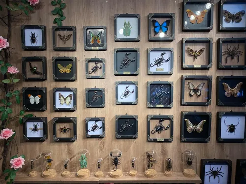 Vista 57 de 2 Real Dragonfly Specimens Shadow Box Framed Insect Display Oddities Curiosities Entomology Collection Natural History Wall Decor Gift for Nature