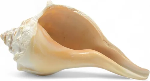 Vista 9 de Tumbler Home Conchas marinas grandes para decoración o pecera, decoración costera y náutica, soporte para plantas de aire, adornos de acuario