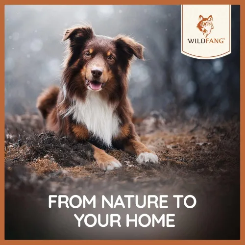 Vista 7 de Wildfang® Palitos masticables de madera de olivo para perros, pequeños - Juguetes masticables resistentes para masticadores agresivos, juguetes